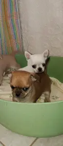 Чихуахуа