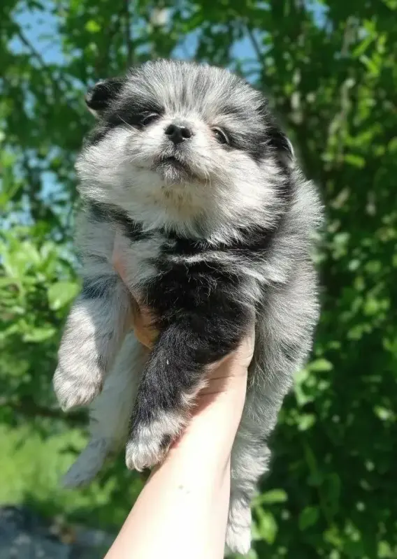Чудо щеночки Уникальные Шпицы, Мерле комочки!