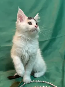 Мейн-Кун котята