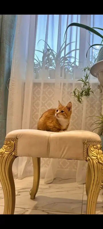 В дар прекрасный ласковый котёнок-мальчик Златик