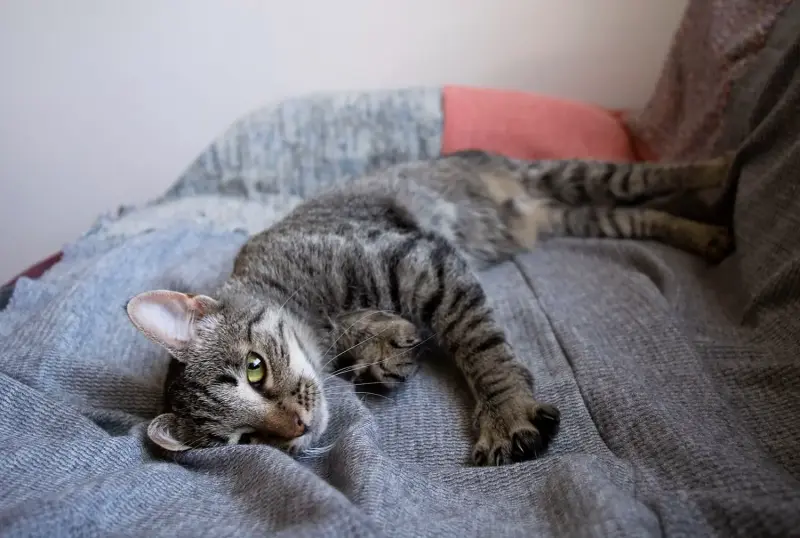 Котенок Тоффи, 7 мес., кастрирована.