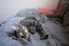 Котенок Тоффи, 7 мес., кастрирована.