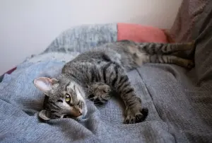 Котенок Тоффи, 7 мес., кастрирована.