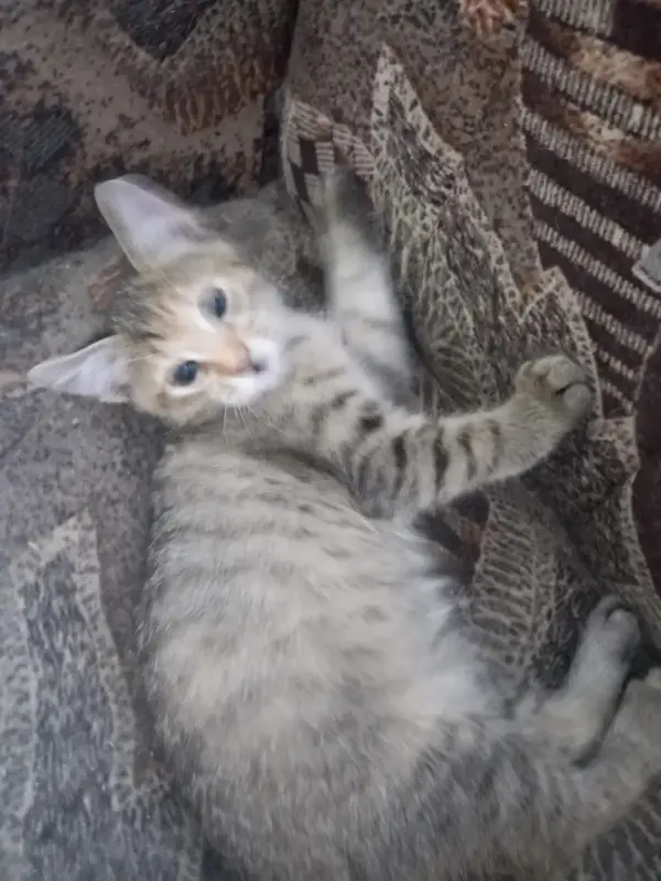 кошки
