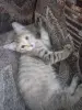 кошки