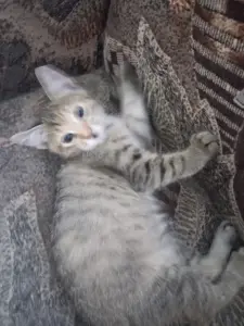 кошки