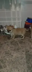 Чихуахуа