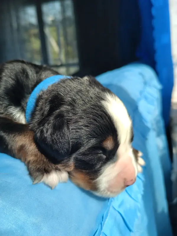 Щенок Бернский зенинхунд