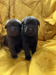 Щенки лабрадора