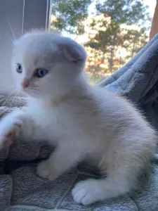 Шотландский котенок