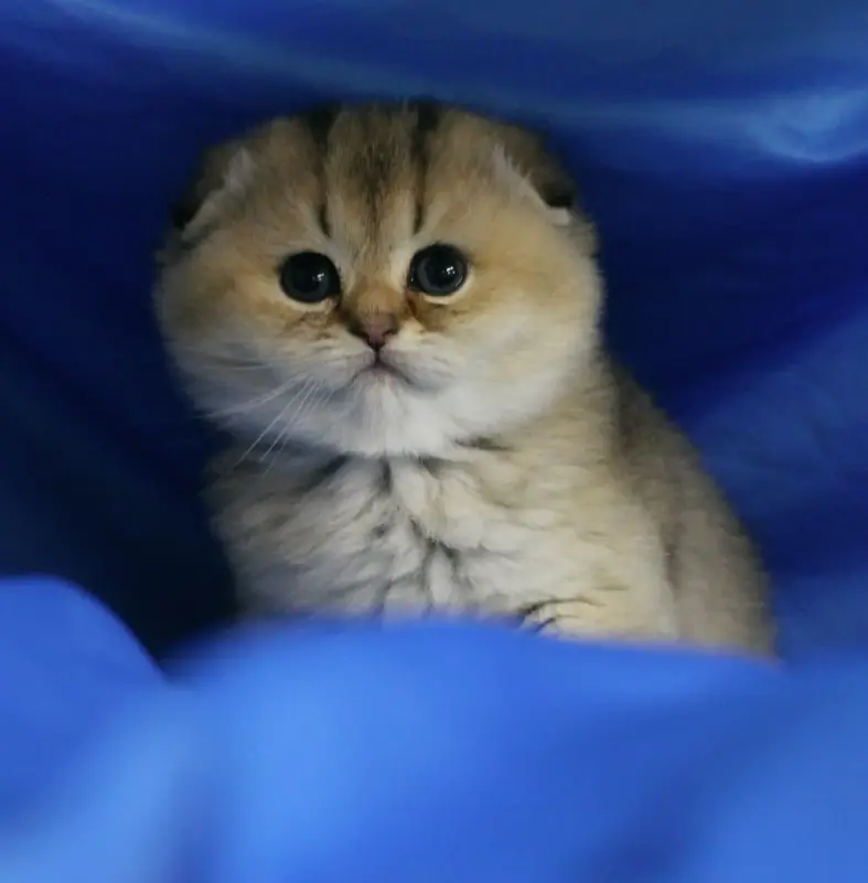 Шотландский вислоухий мальчик
