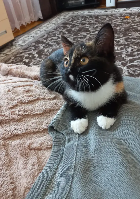 Котенок в добрые руки