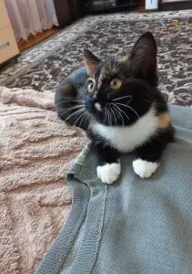 Котенок в добрые руки