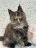 Мейн-Кун котята