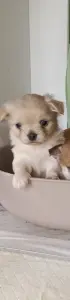 Чихуахуа
