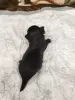 Щенки чихуахуа