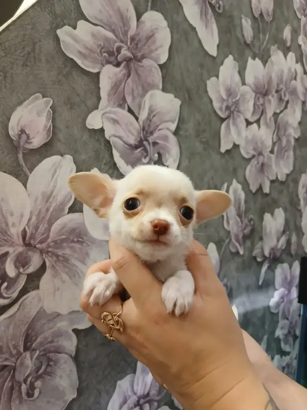 Щенки