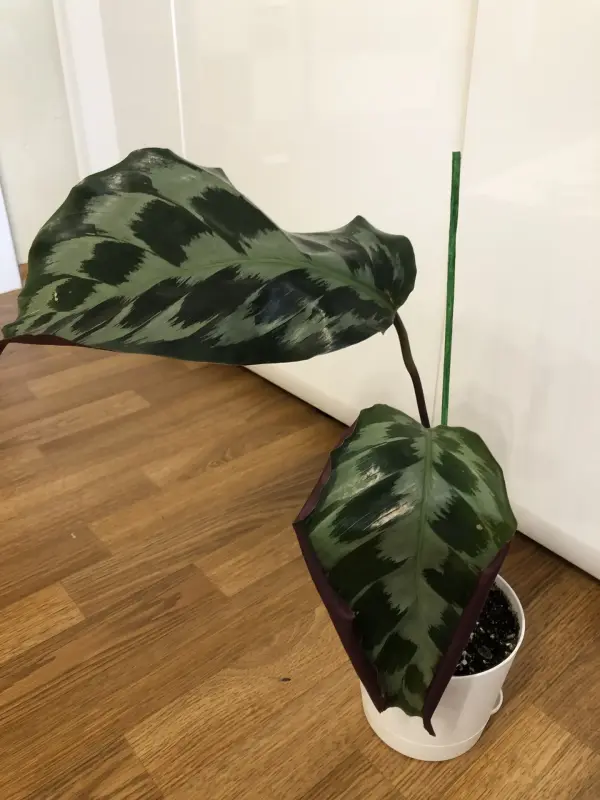 Калатея Хелен Кеннеди