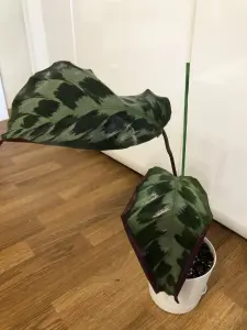 Калатея Хелен Кеннеди