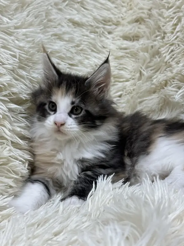 Мейн-Кун котята