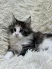 Мейн-Кун котята