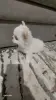 Щенок чихуахуа
