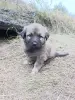 Щенки