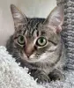 Котенок подросток Манюня