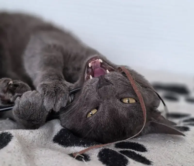 Кот Тео