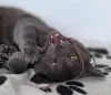 Кот Тео