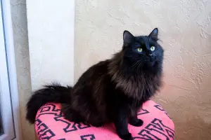 Шикарный Теодор. Кот.