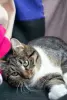 Страшно зеленоглазый кот  Тихон, кастрирован.