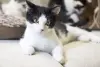 Котенок в дар