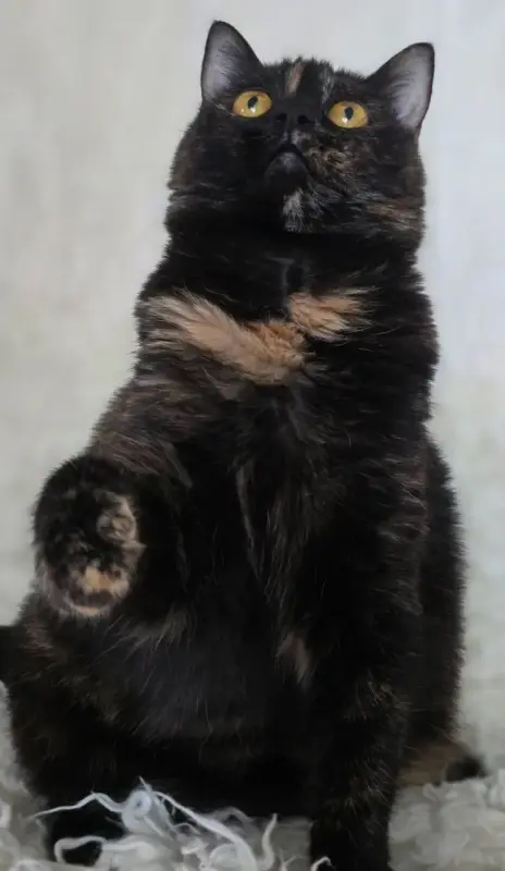 Красотка Холли. Кошка. кастрирована.