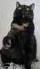 Красотка Холли. Кошка. кастрирована.