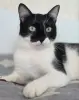 Кот. Молод. Хорош. Марик. Привит. Кастрирован.