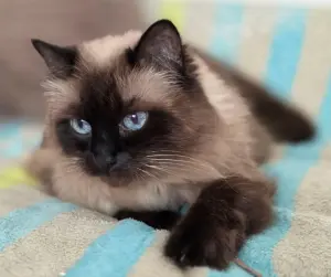 Кошка Ирма.