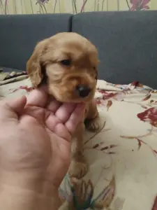 Английский кокер спаниель
