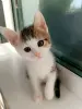 Котенок Помпон - малыш-крепыш