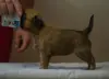 щенок пти брабансона