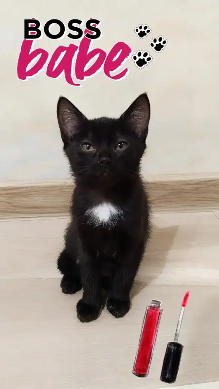 Котопад!Раздаем усато-хвостатое счастье в добрые руки!