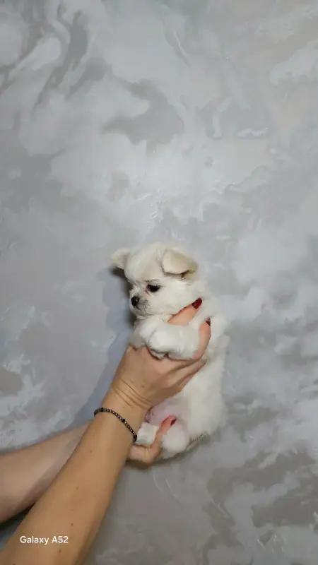 Чихуахуа мальчик