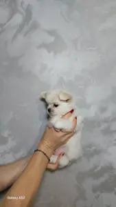 Чихуахуа мальчик