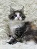 Мейн-Кун котята