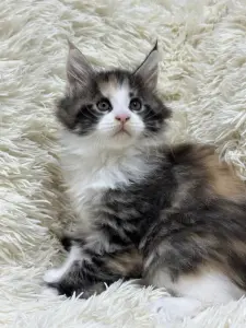Мейн-Кун котята