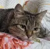 Кошка подросток Шери, кастрирована.