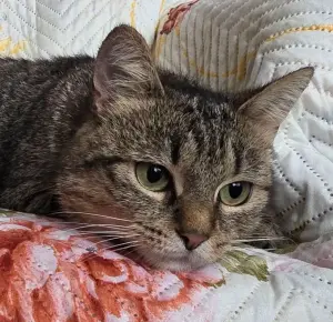 Кошка подросток Шери, кастрирована.