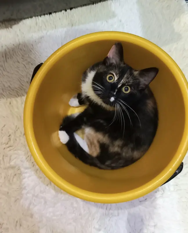 Кошки - Котенок в добрые руки, в дар - Октябрьский - Фото 4 Котенок в добрые руки, в дар - Октябрьский - 223276 - Доска объявлений Kupika.by - Фото 4