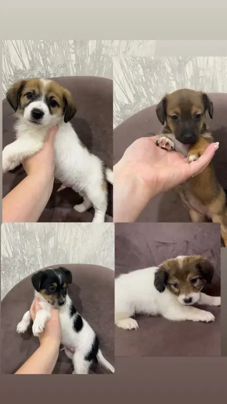 Питомцы
