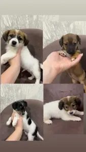 Питомцы